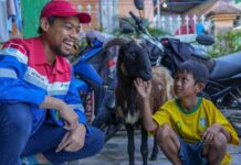 Berbagi di Hari Raya Iduladha, Pertamina Salurkan 4.493 Hewan Kurban Hewan Kurban