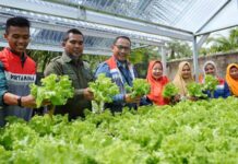 Pertamina Grup Manfaatkan Energi Hijau untuk Komunitas Hidroponik Sehati Kota Dumai Hidroponik Sehati Kota Dumai