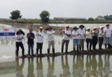 Tanam 10.180 Mangrove, Telin Wujudkan Komitmen Keberlanjutan BATIC 2025 Keberlanjutan BATIC 2025