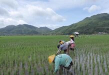 Berbasis Gotong Royong, Desa Manemeng Perkuat Ekosistem Ekonomi Kerakyatan melalui Program Desa BRILiaN Desa Manemeng