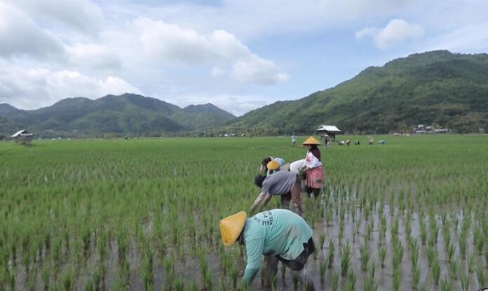 Desa Manemeng Desa Manemeng