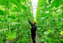 Bukan Energi Listrik Saja, Begini Cara Pertamina Dorong Pemanfaatan Panas Bumi untuk Perekonomian Rakyat panas bumi