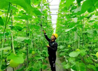 Bukan Energi Listrik Saja, Begini Cara Pertamina Dorong Pemanfaatan Panas Bumi untuk Perekonomian Rakyat panas bumi