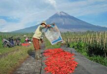 Komitmen Dukung Ketahanan Pangan Nasional, BRI Salurkan KUR Rp65,95 Triliun, Jangkau 558 Ribu Petani dan 23 Ribu Nelayan per April 2026 KUR