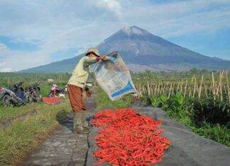Komitmen Dukung Ketahanan Pangan Nasional, BRI Salurkan KUR Rp65,95 Triliun, Jangkau 558 Ribu Petani dan 23 Ribu Nelayan per April 2026 KUR