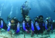 Pulihkan Ekosistem Wisata Laut di Aceh, Pekerja BRI Lakukan Transplantasi Terumbu Karang di Perairan Kepulauan Sabang terumbu karang