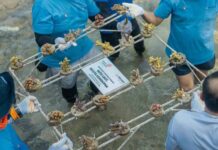 Hari Lingkungan Hidup Sedunia, TelkomGroup dan Mitratel Tanam 2.000 Fragmen Karang di Kepulauan Seribu Hari Lingkungan Hidup