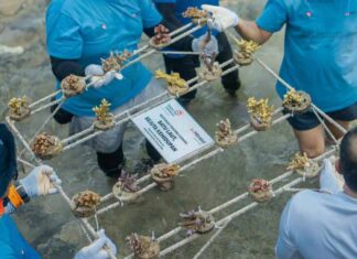 Hari Lingkungan Hidup Sedunia, TelkomGroup dan Mitratel Tanam 2.000 Fragmen Karang di Kepulauan Seribu Hari Lingkungan Hidup