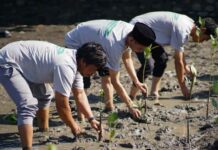 Komitmen Keberlanjutan Lingkungan: Telkom Indonesia Salurkan Bantuan Rumah Bibit dan Lakukan Restorasi Mangrove di NTB mangrove