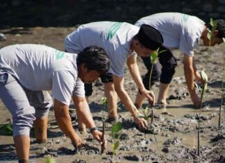 Komitmen Keberlanjutan Lingkungan: Telkom Indonesia Salurkan Bantuan Rumah Bibit dan Lakukan Restorasi Mangrove di NTB mangrove