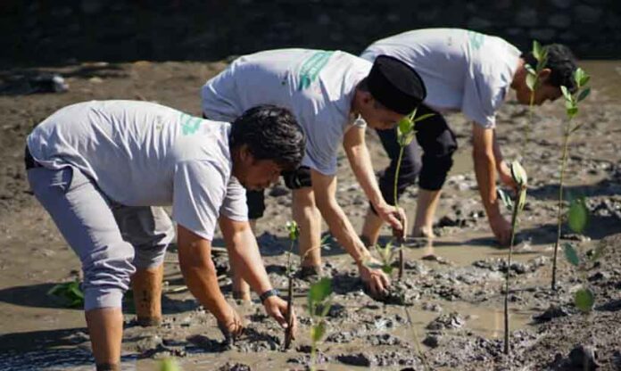 mangrove