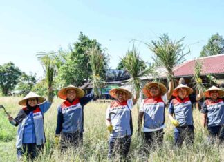 Wujud Keberhasilan Swasembada Pangan dan Energi, Komisaris Pertamina Apresiasi Program TJSL Uma Palak Lestari Uma Palak Lestari