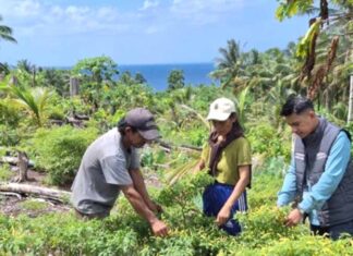 Di Tengah Bentang Kepulauan Talaud, Mantri BRI Hadir Menggerakkan Denyut Nadi Perekonomian Mantri BRI