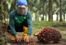 Danantara Dorong Hilirisasi PTPN untuk Kurangi Ketergantungan Produk Impor Hilirisasi PTPN