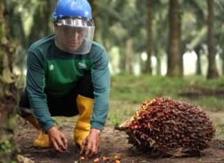Danantara Dorong Hilirisasi PTPN untuk Kurangi Ketergantungan Produk Impor Hilirisasi PTPN