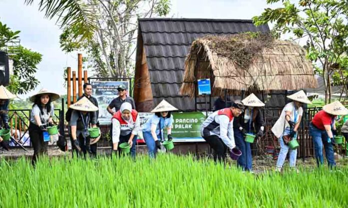 Petani Uma Palak Petani Uma Palak